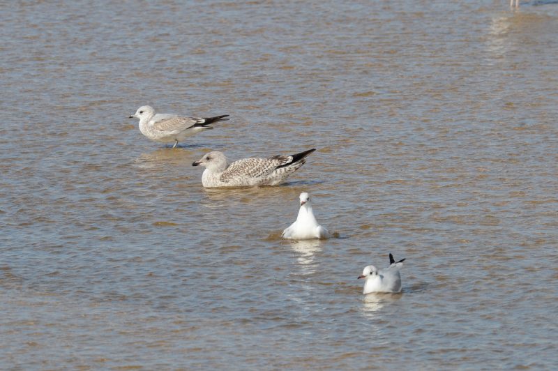 Goélands leucophée et cendré et Mouettes rieuses